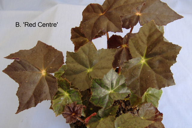 B. ‘Red Centre’